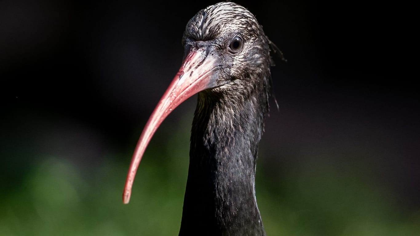 Dieser Waldrapp aus dem Tiergarten Nürnberg wurde letztes Jahr an der spanischen Atlantikküste ausgewildert.