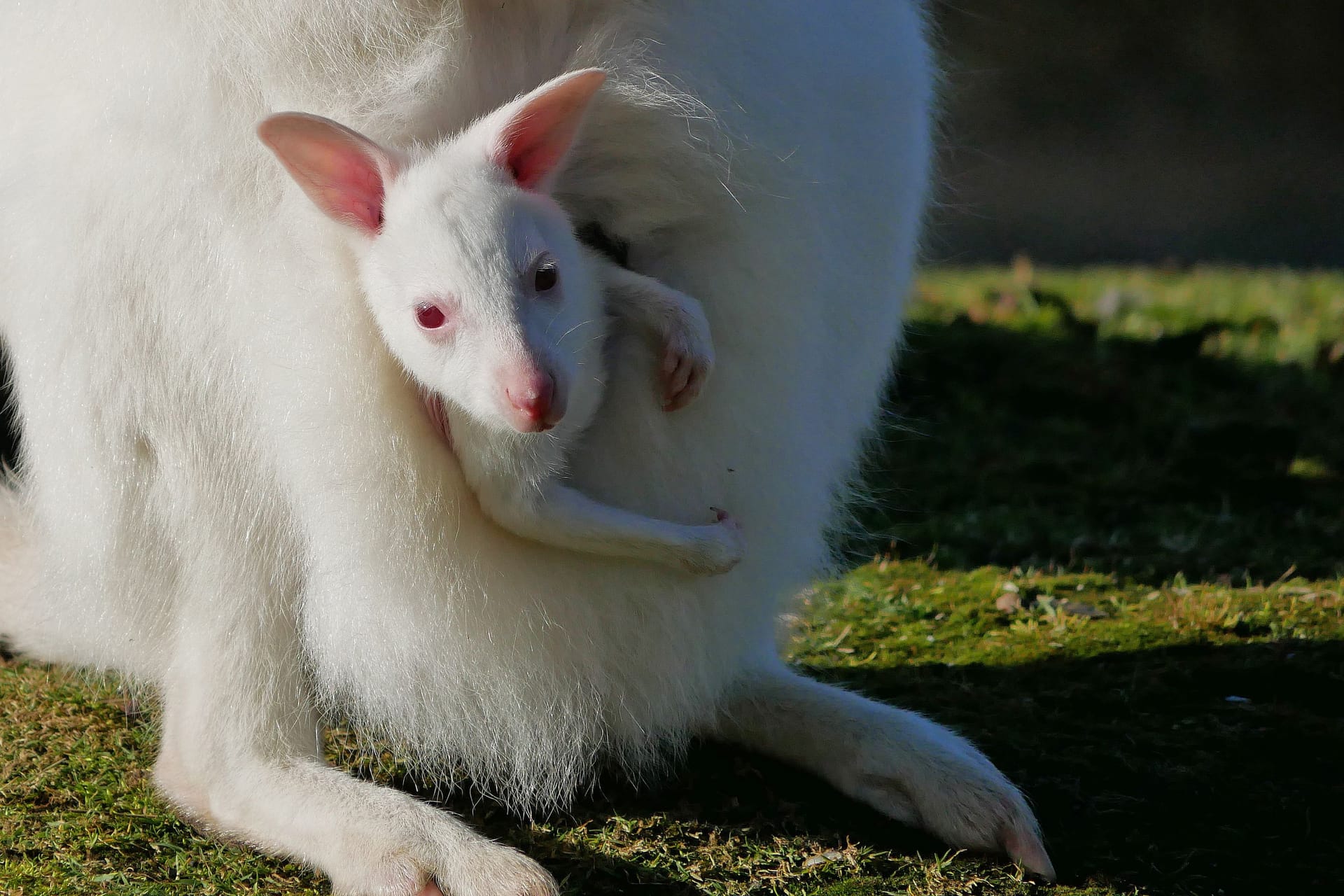 Das Mutter-Känguru Schneeflöckchen mit ihrem Jungtier: Im Zoo Hoyerswerda ist eines der seltenen Tiere geboren worden.