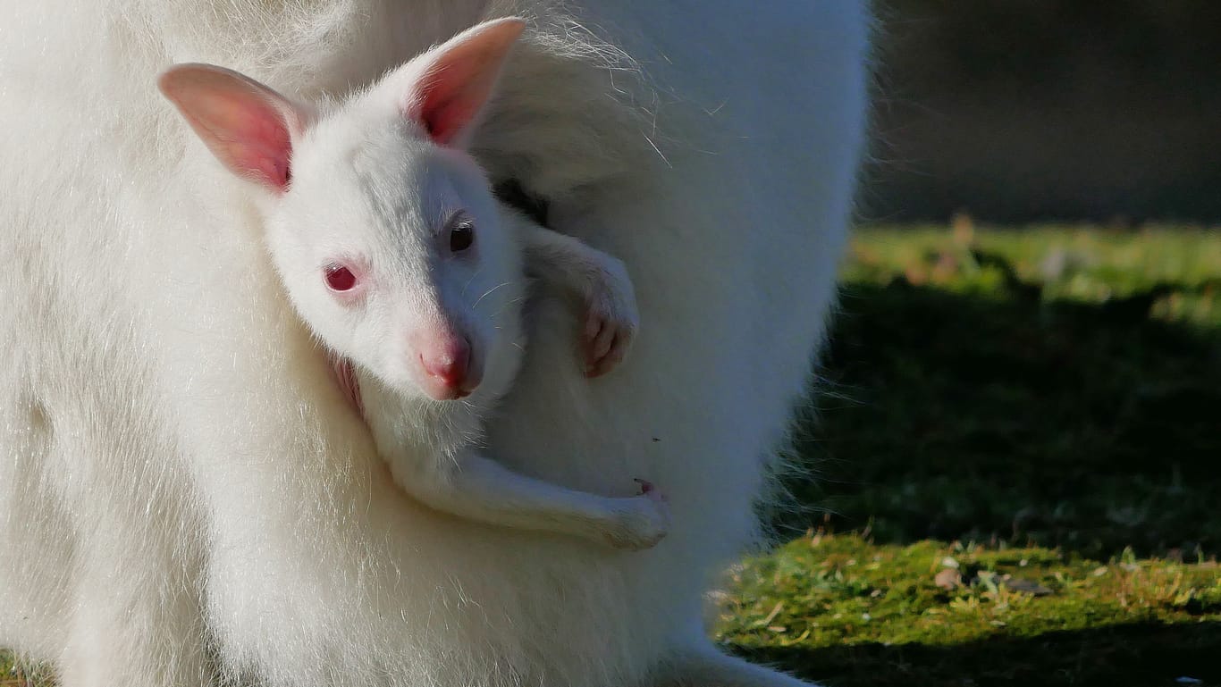 Das Mutter-Känguru Schneeflöckchen mit ihrem Jungtier: Im Zoo Hoyerswerda ist eines der seltenen Tiere geboren worden.