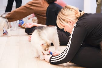 Yogastunde mit Hundewelpen (Symbolfoto): Der Trend soll nun auch nach Hamburg kommen.