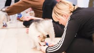 "Puppy Yoga": Nach Berlin & München – Yogastunden mit Welpen auch in Hamburg?
