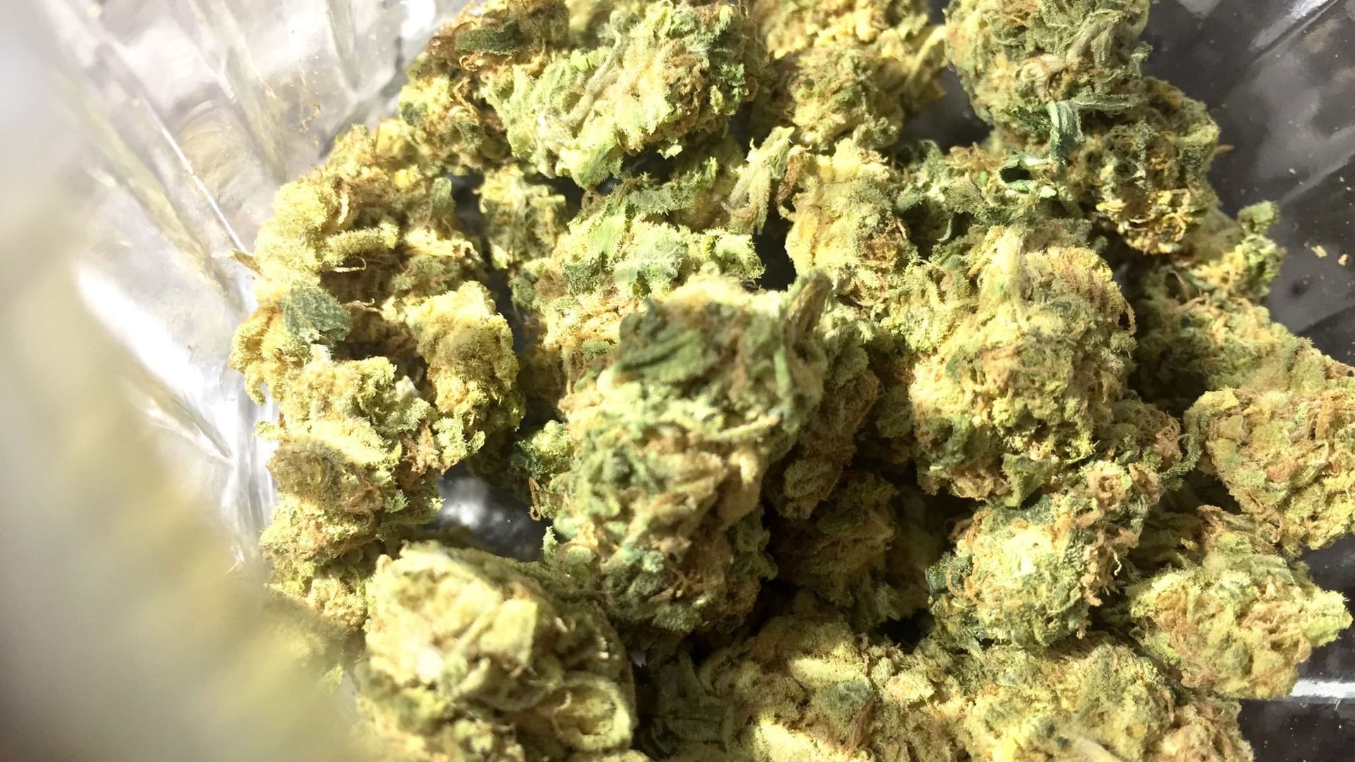 Cannabis Cannabis