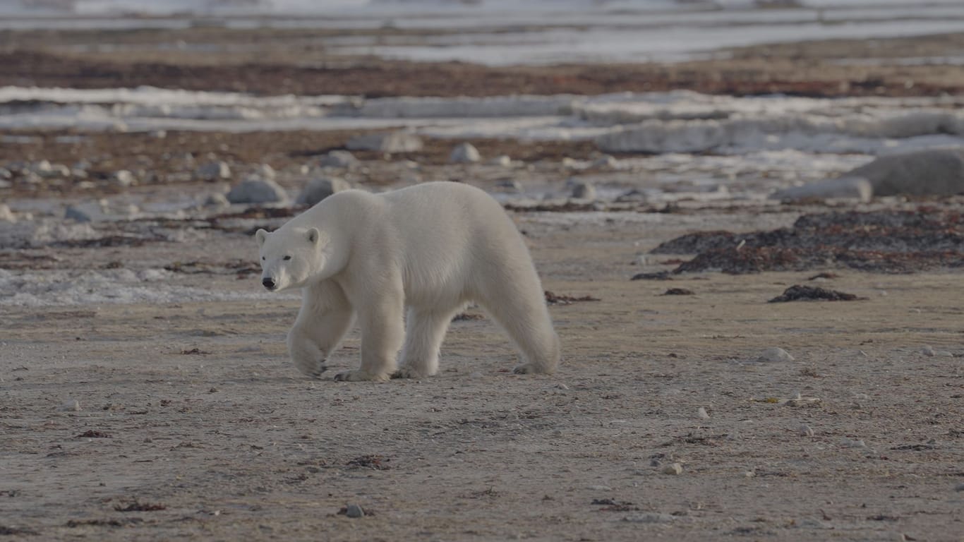 Ein Eisbär in Michel Abdollahis Doku "Time to say goodbye": Der Moderator erlebte in Kanada, wie Eisbären unter dem Klimawandel leiden.