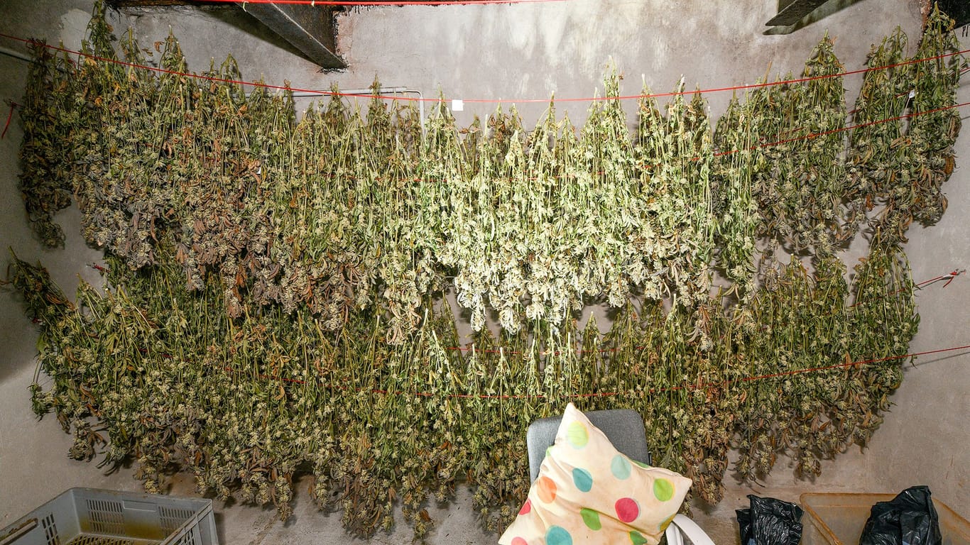 Die Ermittler fanden bei ihrer Entdeckung unter anderem über 80 Kilogramm abgepacktes Marihuana sowie 158 Cannabispflanzen.