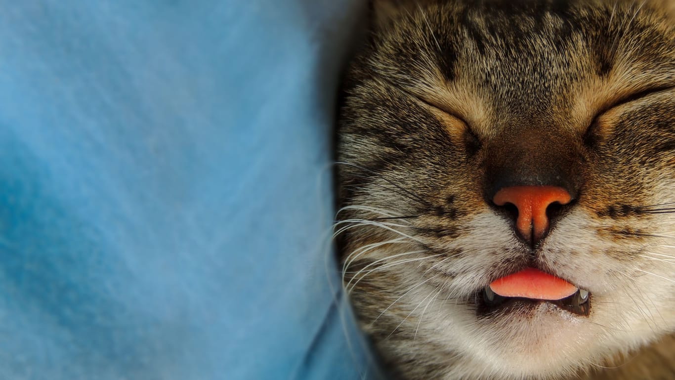 Schlafgewohnheit: Wenn eine Katze die Zunge rausstreckt, kann das mehrere Gründe haben.