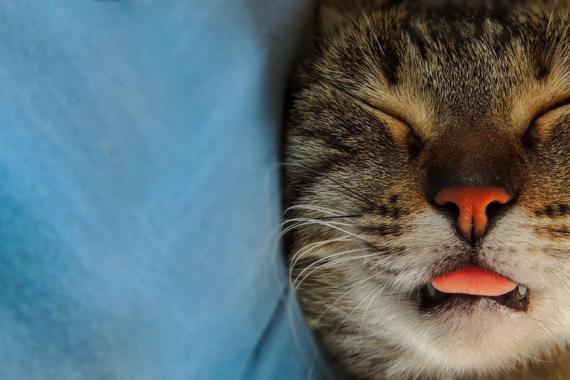 Schlafgewohnheit: Wenn eine Katze die Zunge rausstreckt, kann das mehrere Gründe haben.