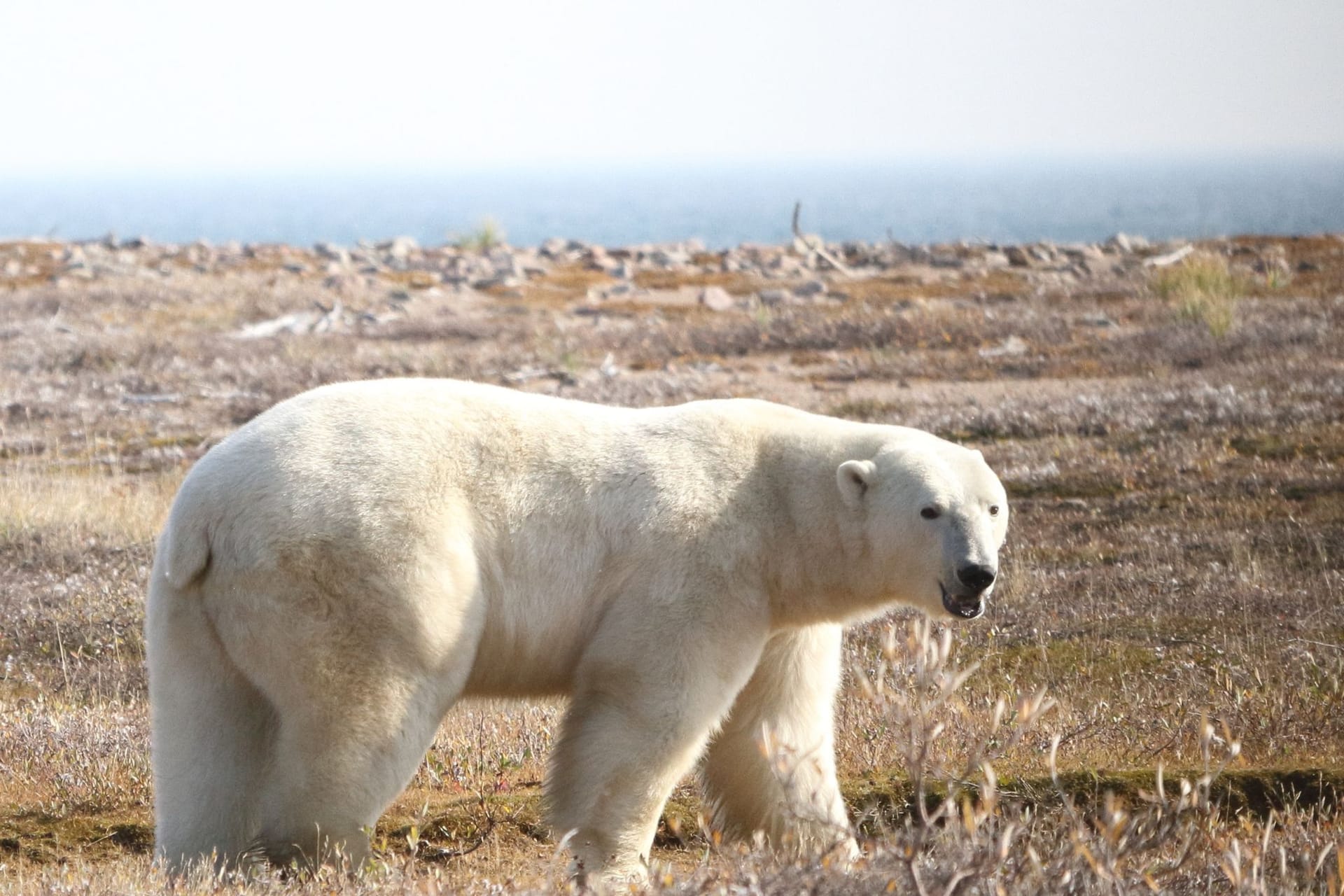 Eisbär in Kanada