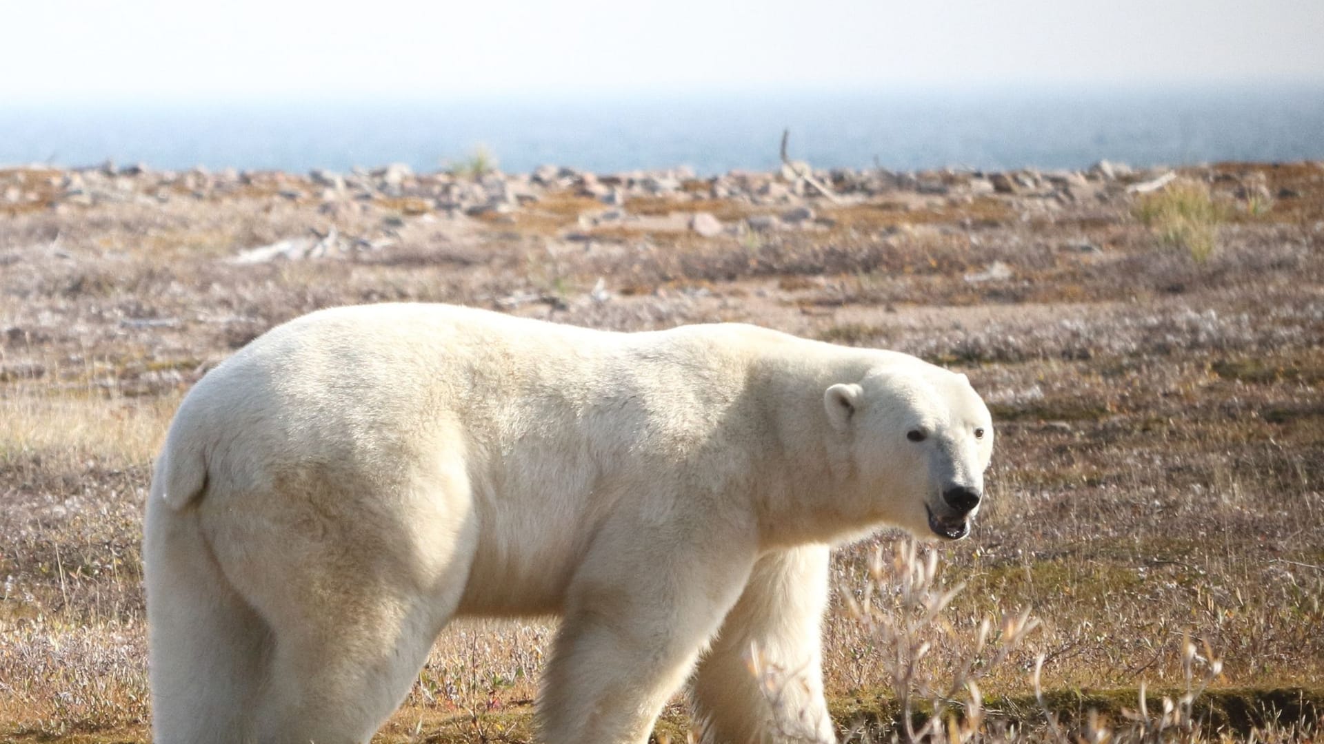 Eisbär in Kanada