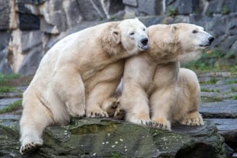 Die Eisbären Hertha und Tonja (Archivbild): Sie waren keiner wirklichen Bedrohung ausgesetzt. Was steckt hinter der Aktion?