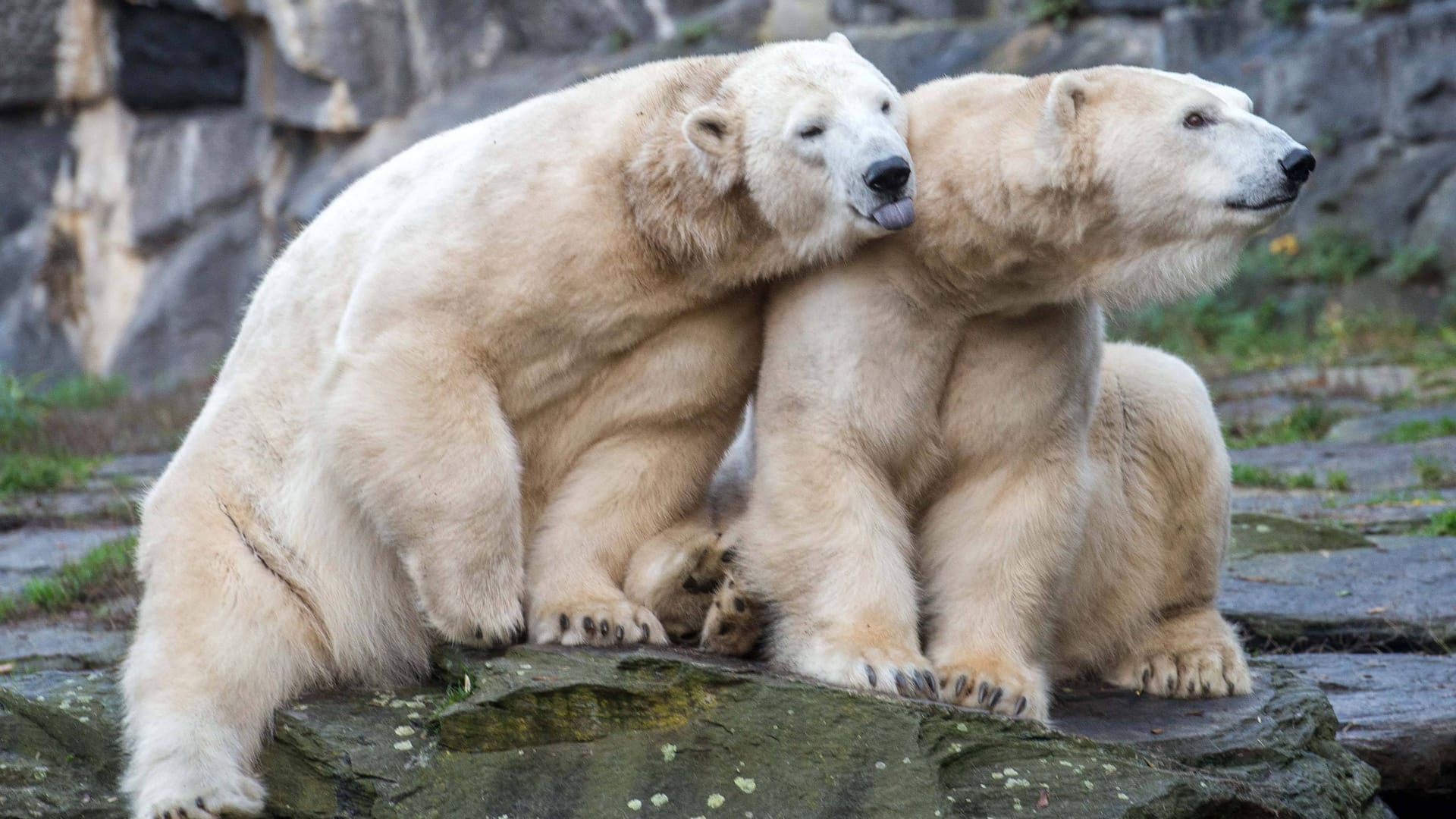 Die Eisbären Hertha und Tonja (Archivbild): Sie waren keiner wirklichen Bedrohung ausgesetzt. Was steckt hinter der Aktion?