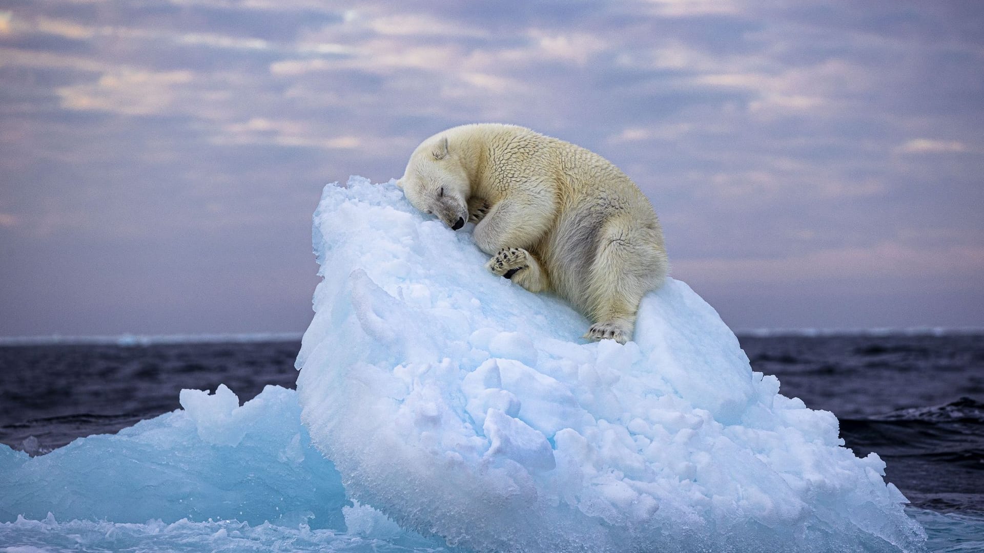 «Wildlife Photographer of The Year» «Wildlife Photographer of The Year»