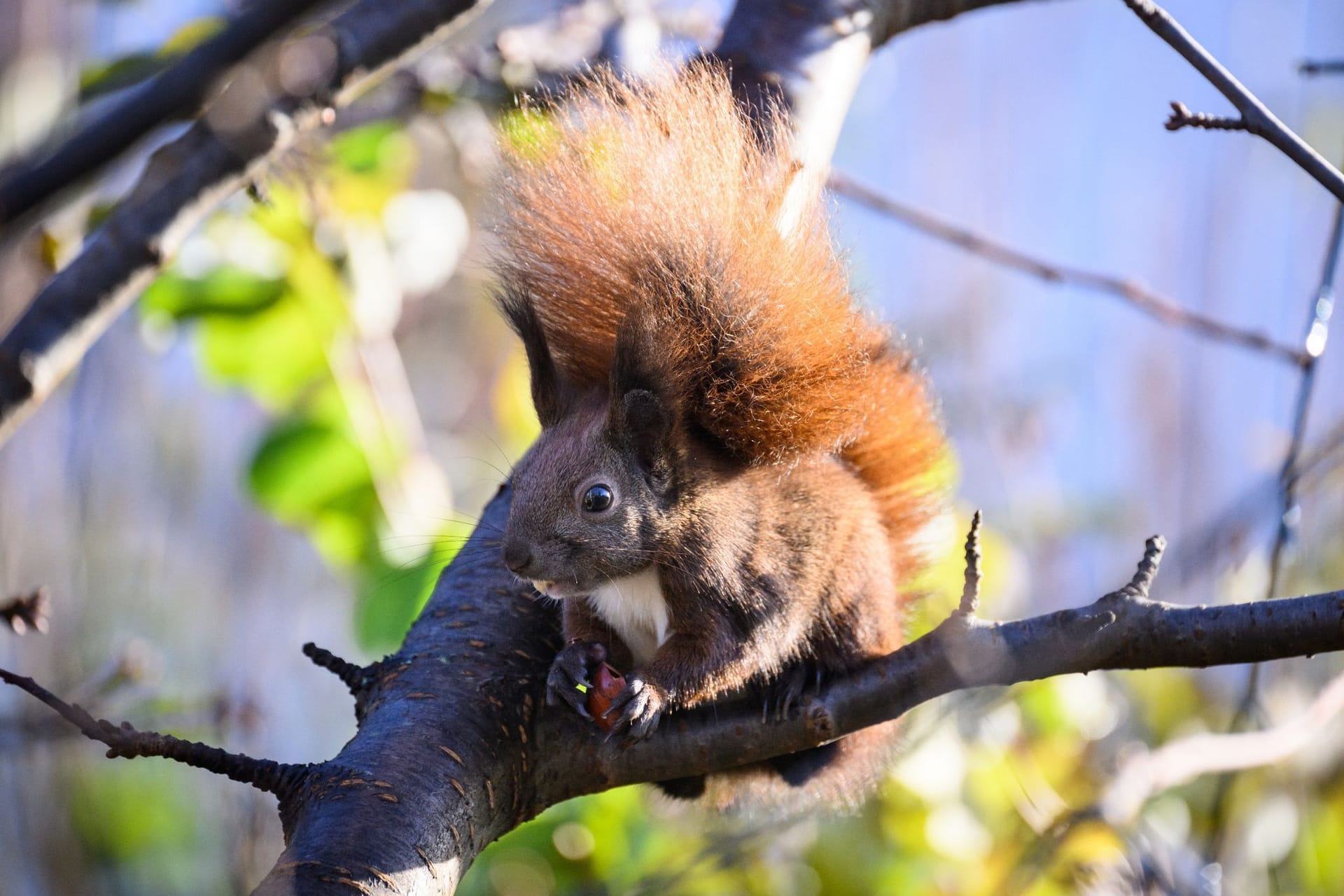 Eichhörnchen