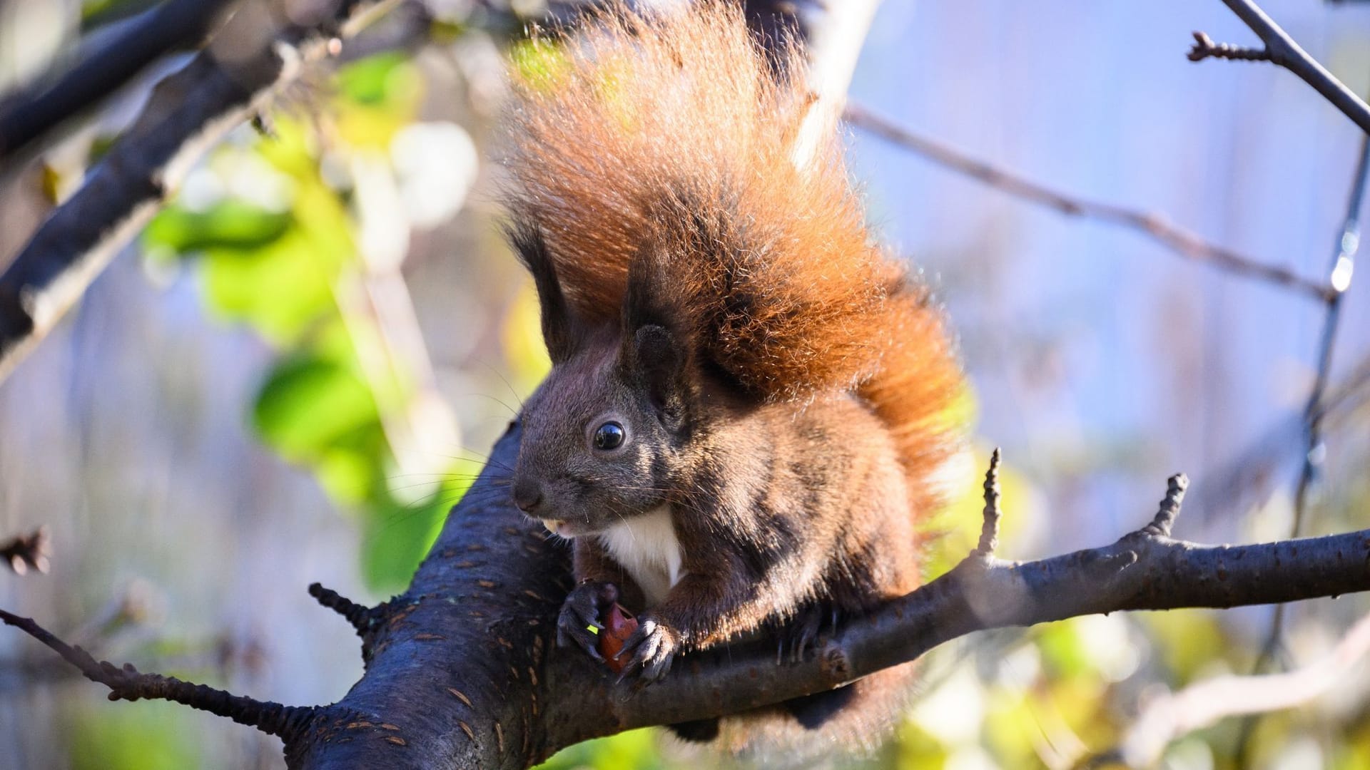 Eichhörnchen