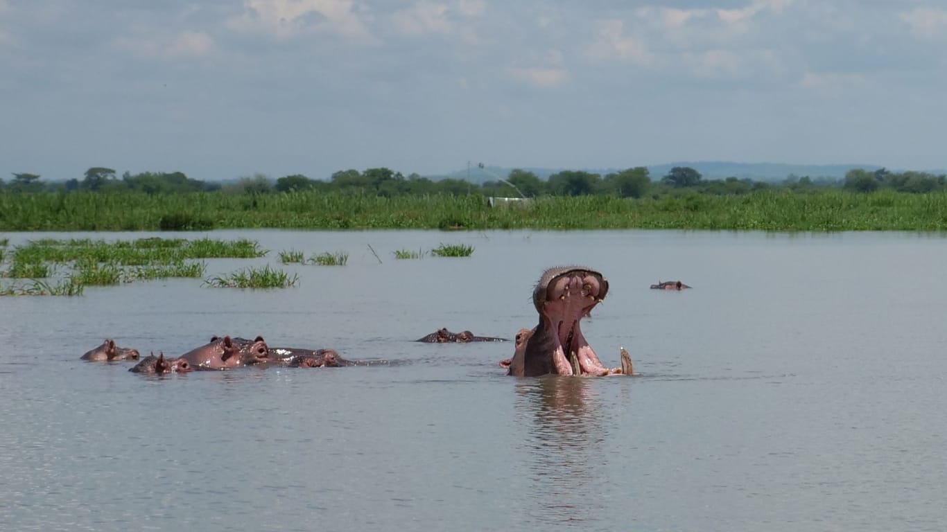 Flusspferd im Liwonde National Park