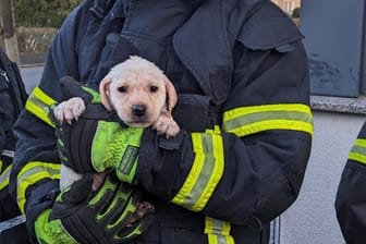 Der kleine Labradorwelpen aus dem Einsatz in Husen in den Armen seines Retters: Die Feuerwehr Dortmund rettet insgesamt zehn Hunde.