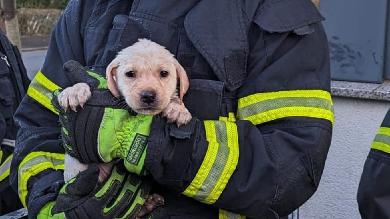 Der kleine Labradorwelpen aus dem Einsatz in Husen in den Armen seines Retters: Die Feuerwehr Dortmund rettet insgesamt zehn Hunde.