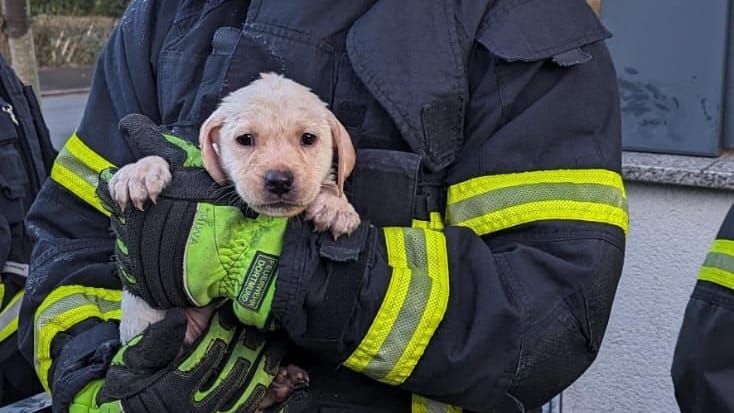 Der kleine Labradorwelpen aus dem Einsatz in Husen in den Armen seines Retters: Die Feuerwehr Dortmund rettet insgesamt zehn Hunde. Der kleine Labradorwelpen aus dem Einsatz in Husen in den Armen seines Retters: Die Feuerwehr Dortmund rettet insgesamt zehn Hunde.