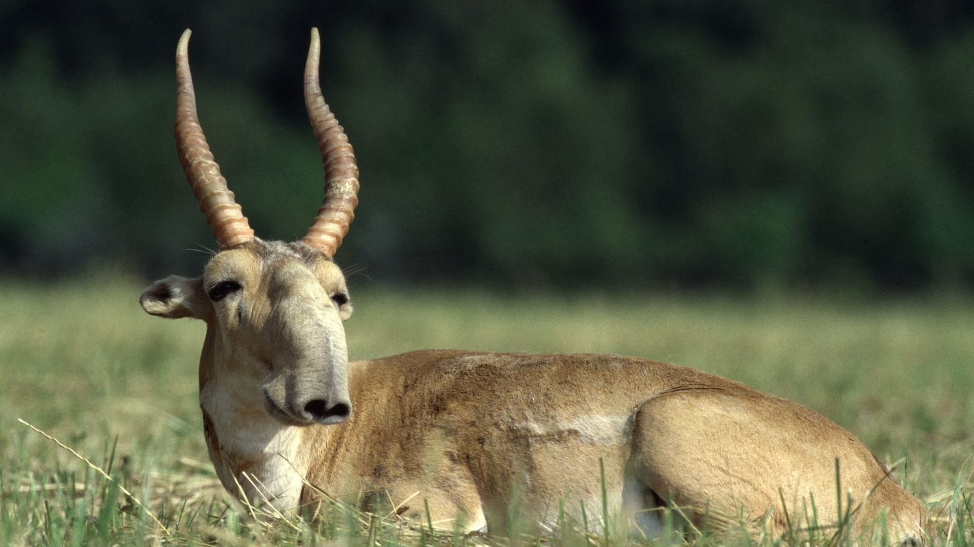 Saiga-Antilope