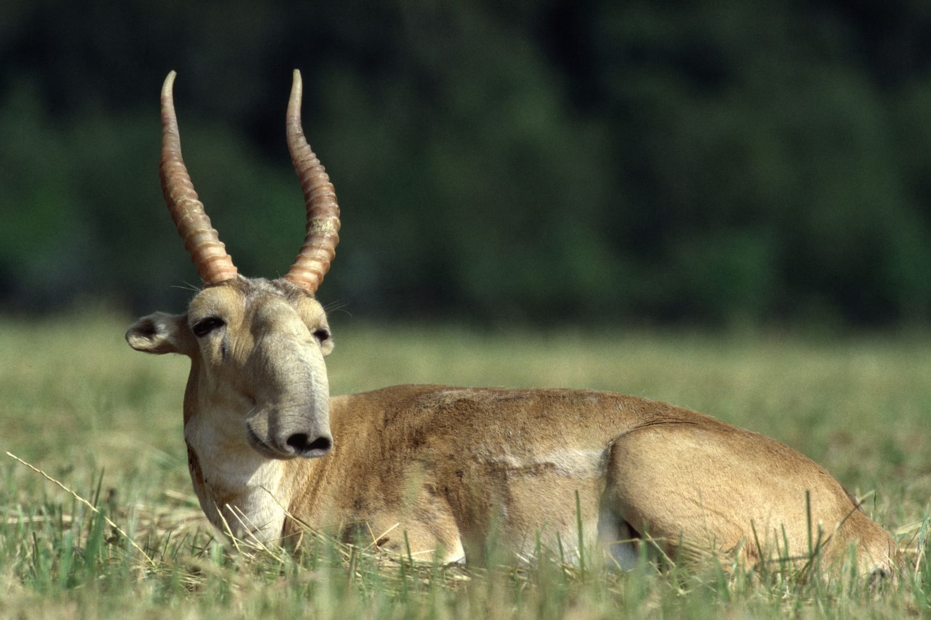 Saiga-Antilope