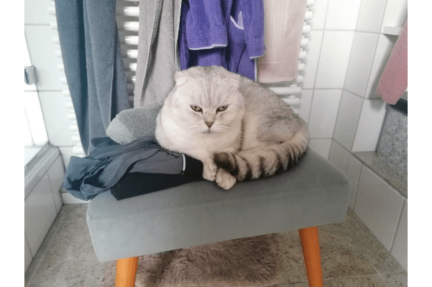 Micko: Laut der Meldung kam der Kater am Morgen des 27. Januar mit einer Schussverletzung nach Hause.