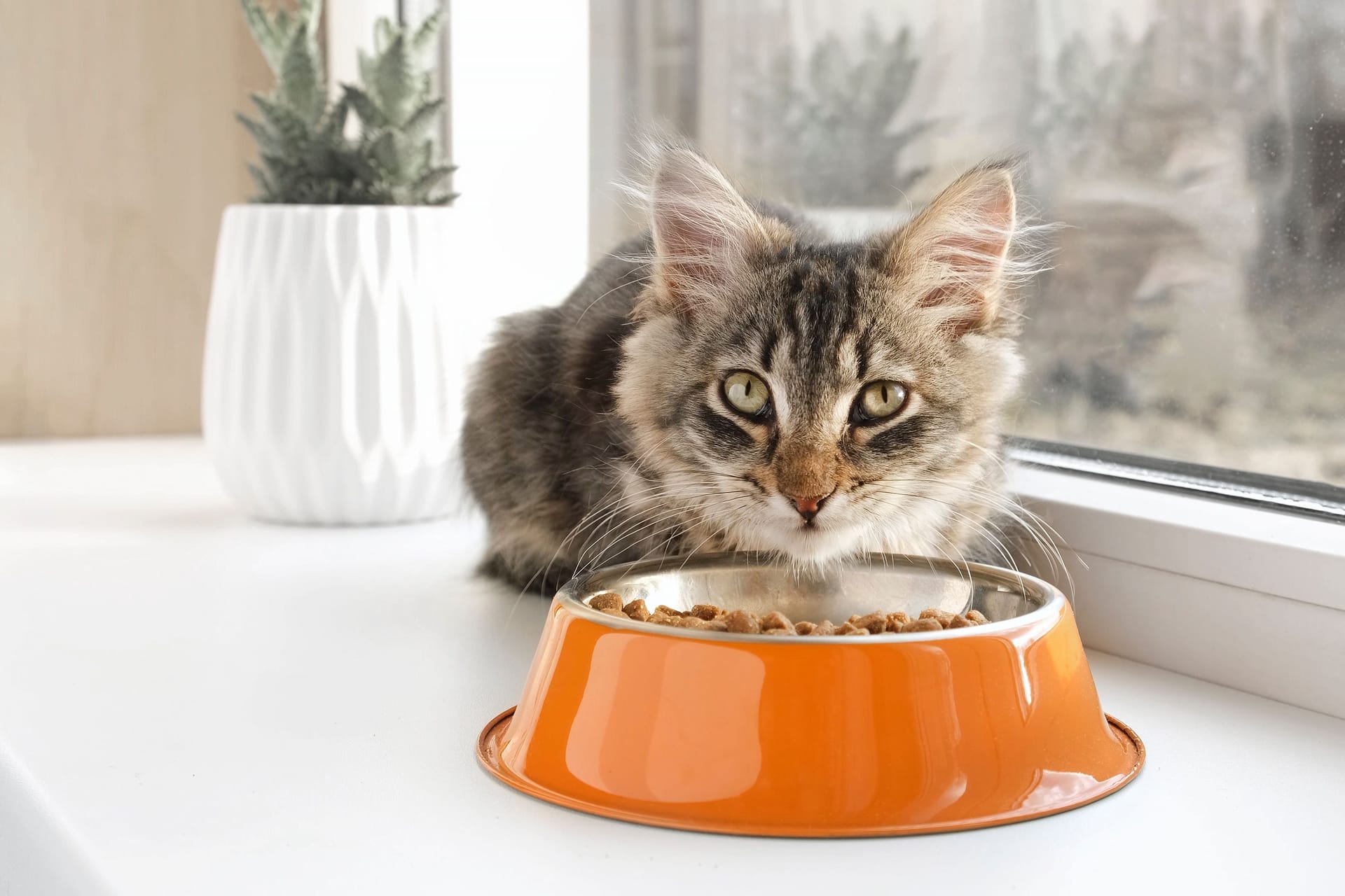 Schonkost für Katzen: Das hilft gegen Beschwerden.