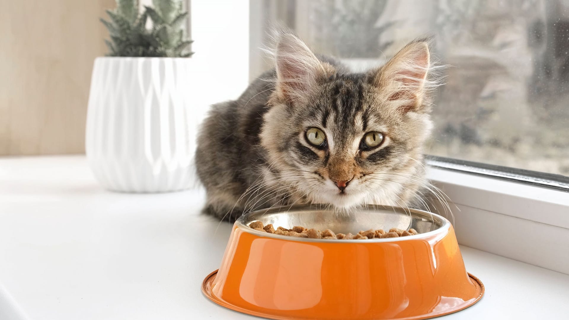 Schonkost für Katzen: Das hilft gegen Beschwerden.