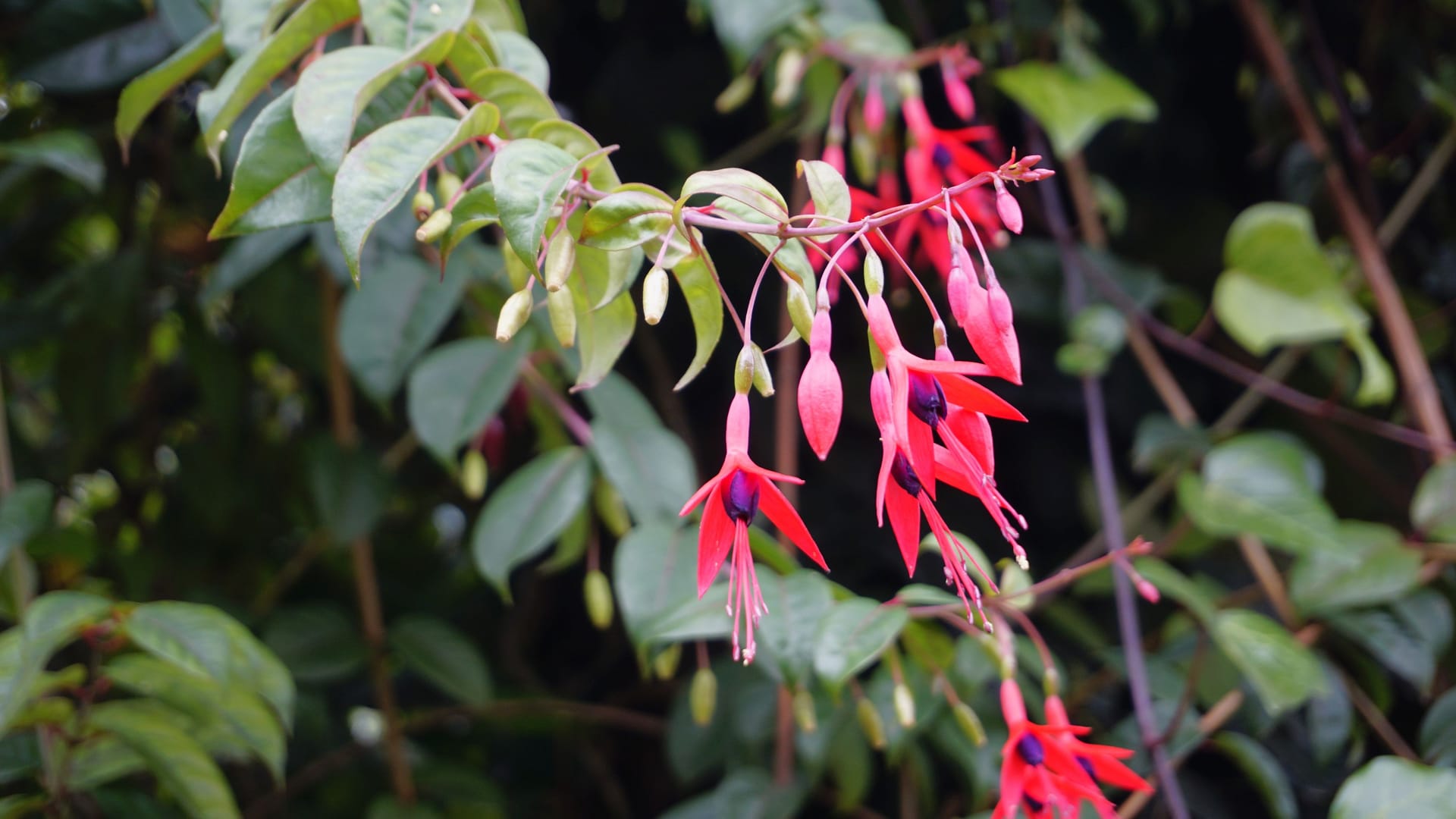 Closeup of flowers of Fuchsia magellanica also known as Hummingbird Fuchsia, Dollar Princess etc