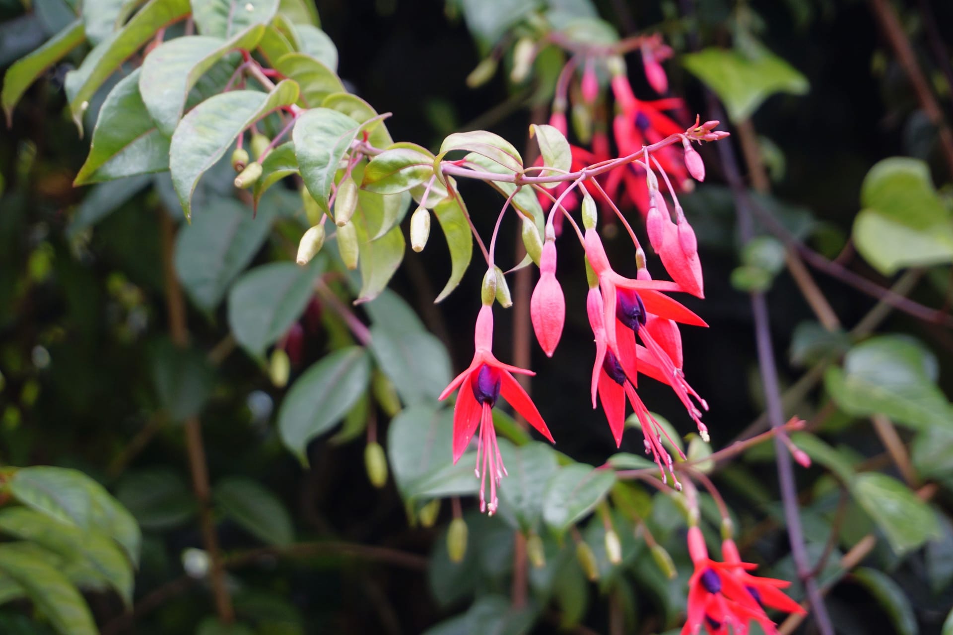 Closeup of flowers of Fuchsia magellanica also known as Hummingbird Fuchsia, Dollar Princess etc