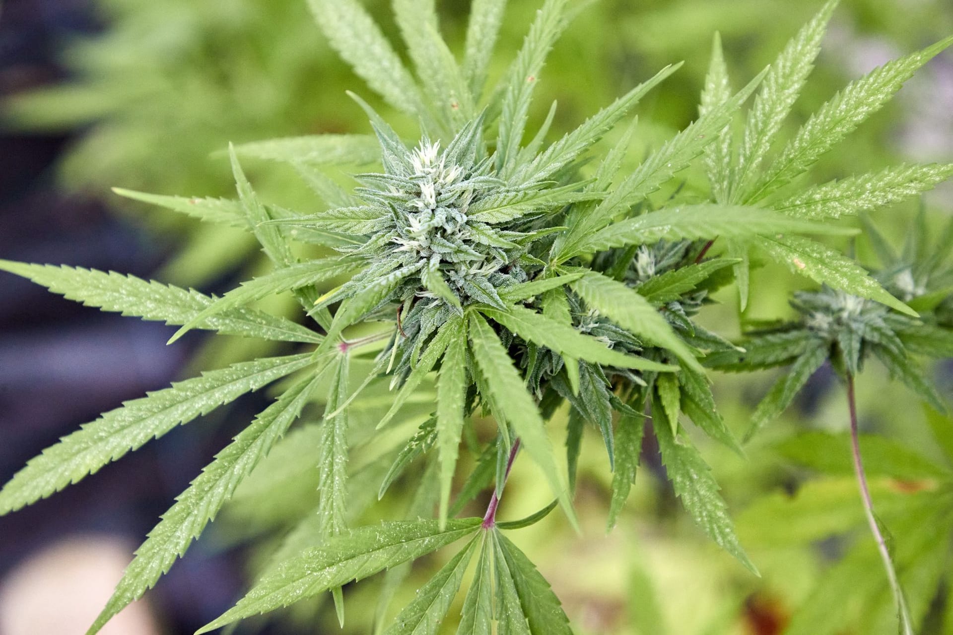 Cannabis