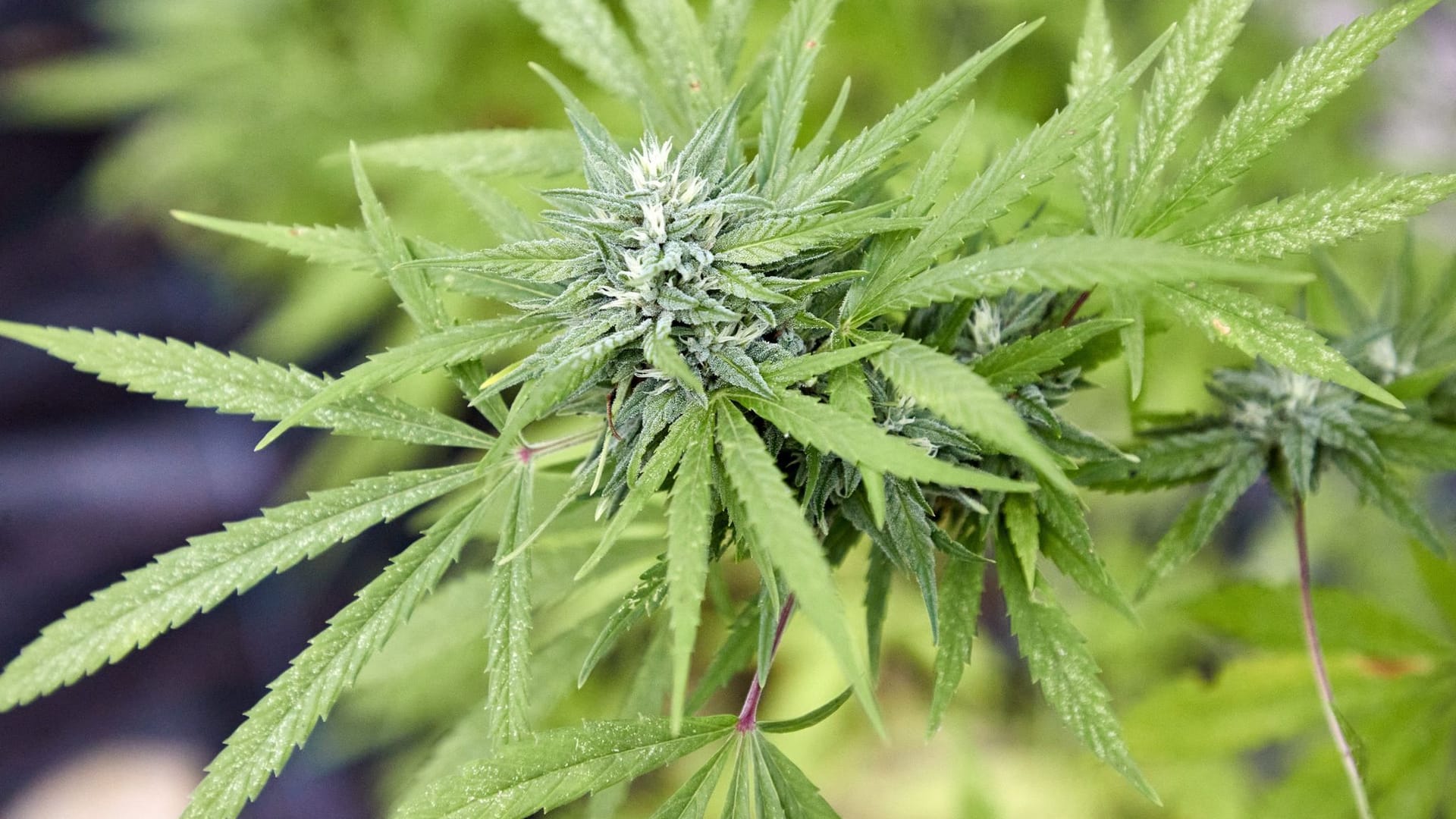 Cannabis Cannabis