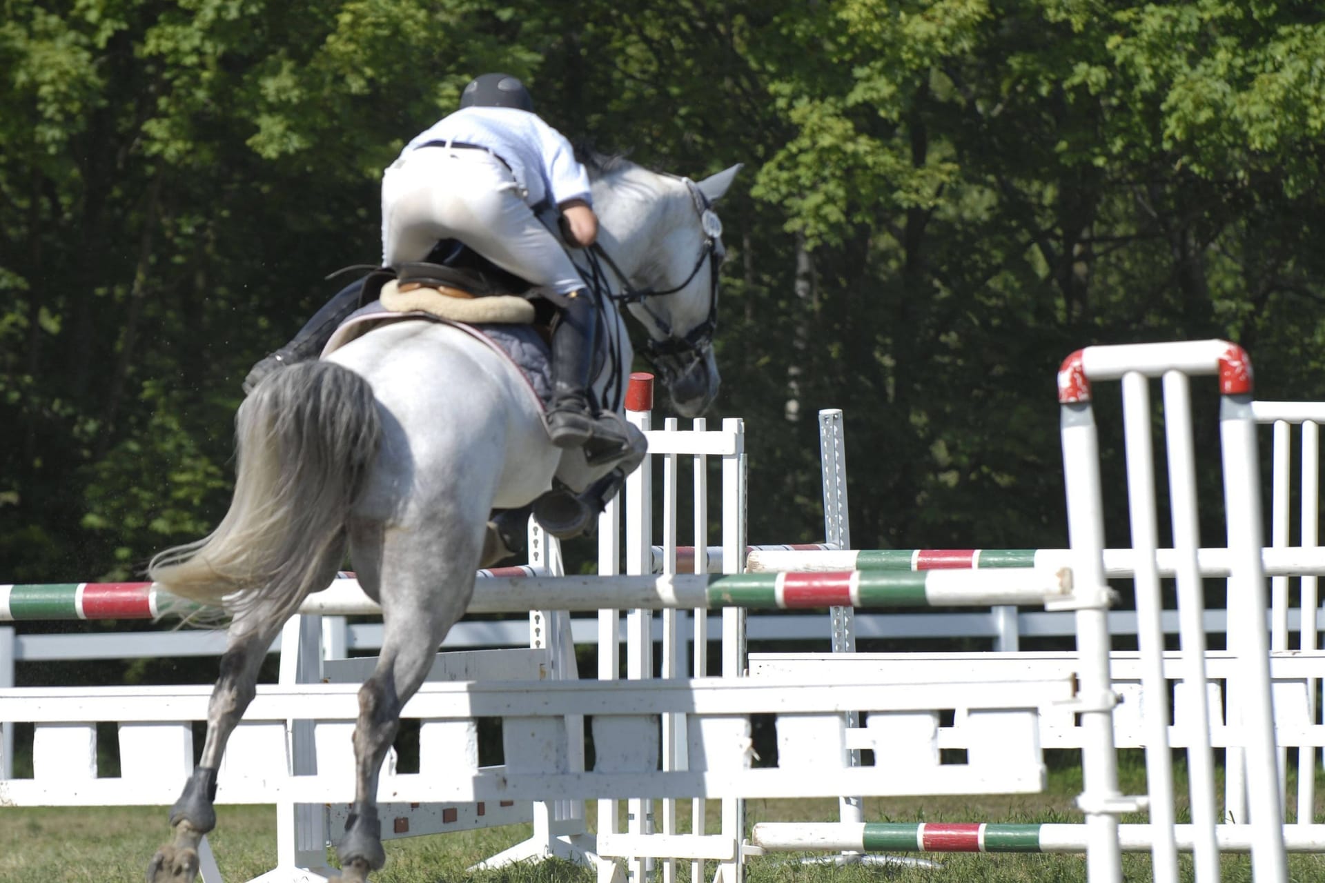 Pferd und Reiter im Sprung (Symbolbild): Der deutsche Reitverband hat eine Anzeige wegen Tierquälerei erstattet.