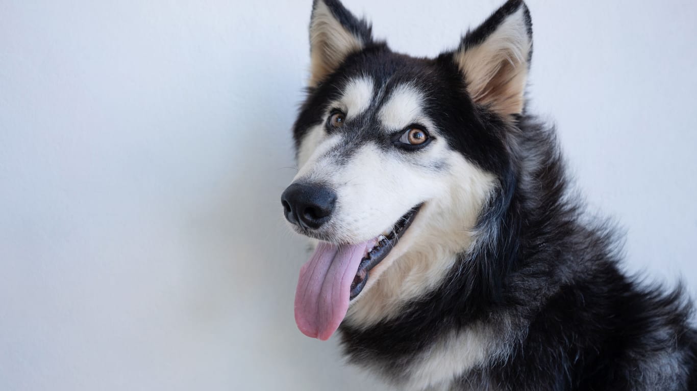 Positive husky dog portrait