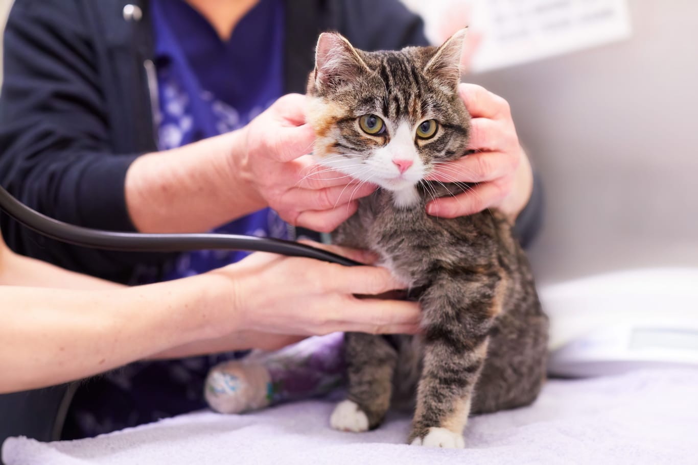 Eine kranke Katze wird untersucht (Symbolbild): Schwerkranke Tiere sind auf die Hilfe engagierter Menschen angewiesen.
