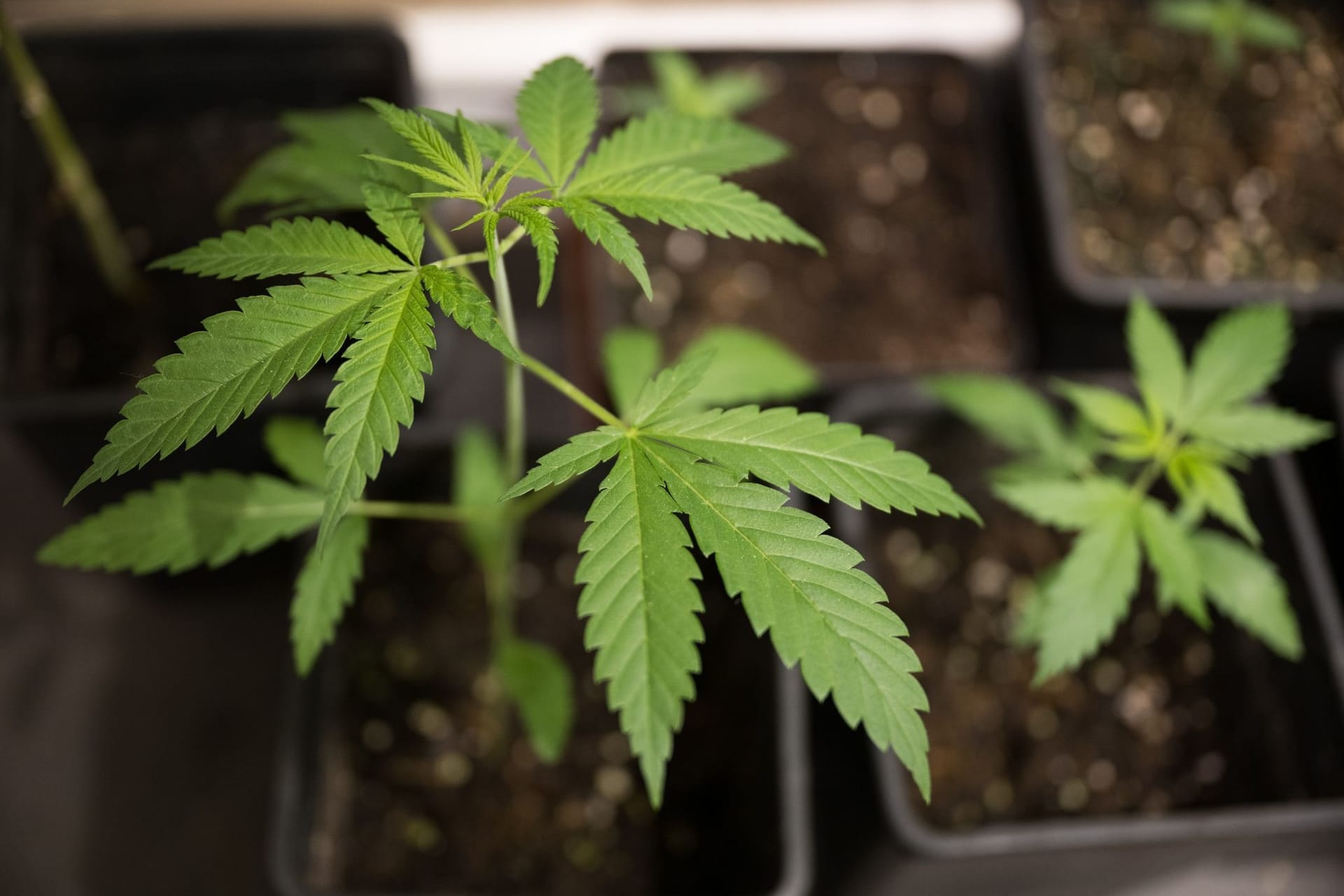 Cannabis-Pflanzen
