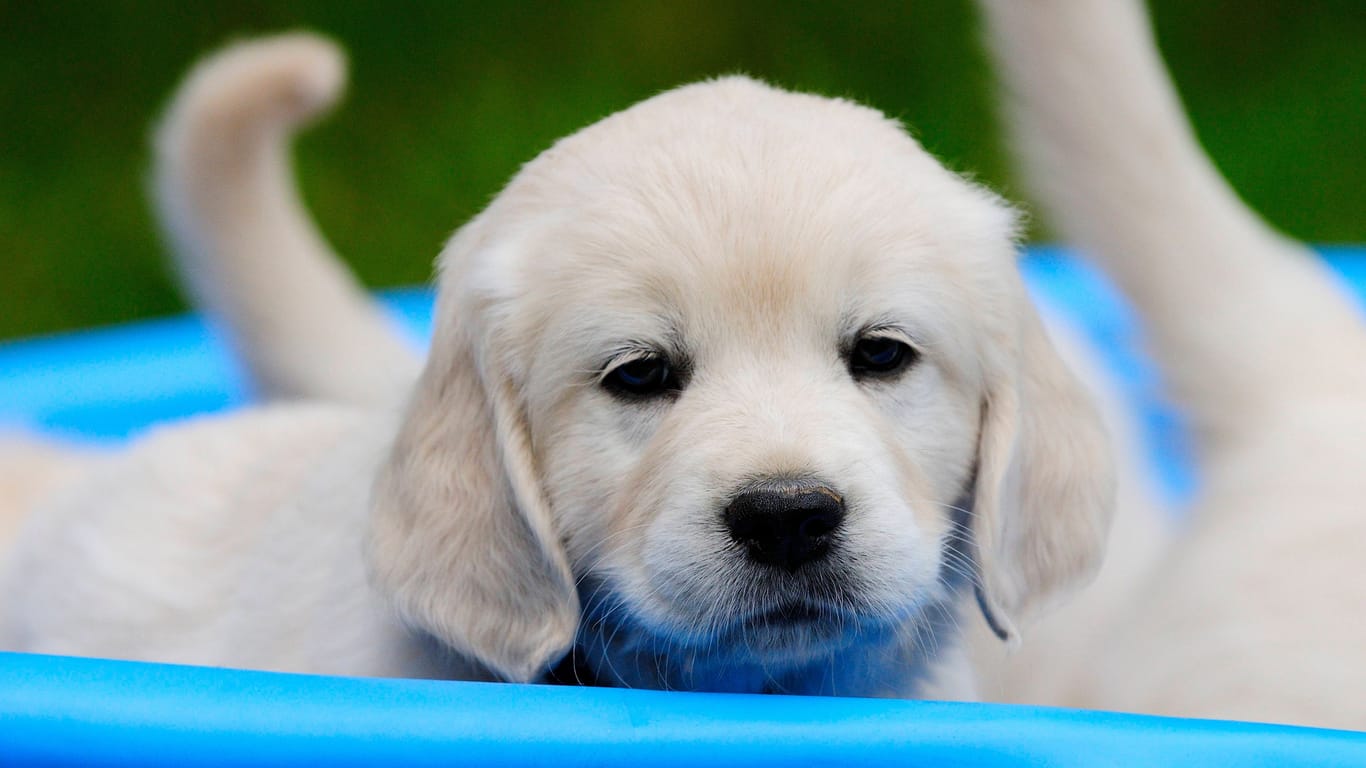 Welpe blickt in die Kamera (Symbolfoto): Ob er den "herabschauenden Hund" schon kann?