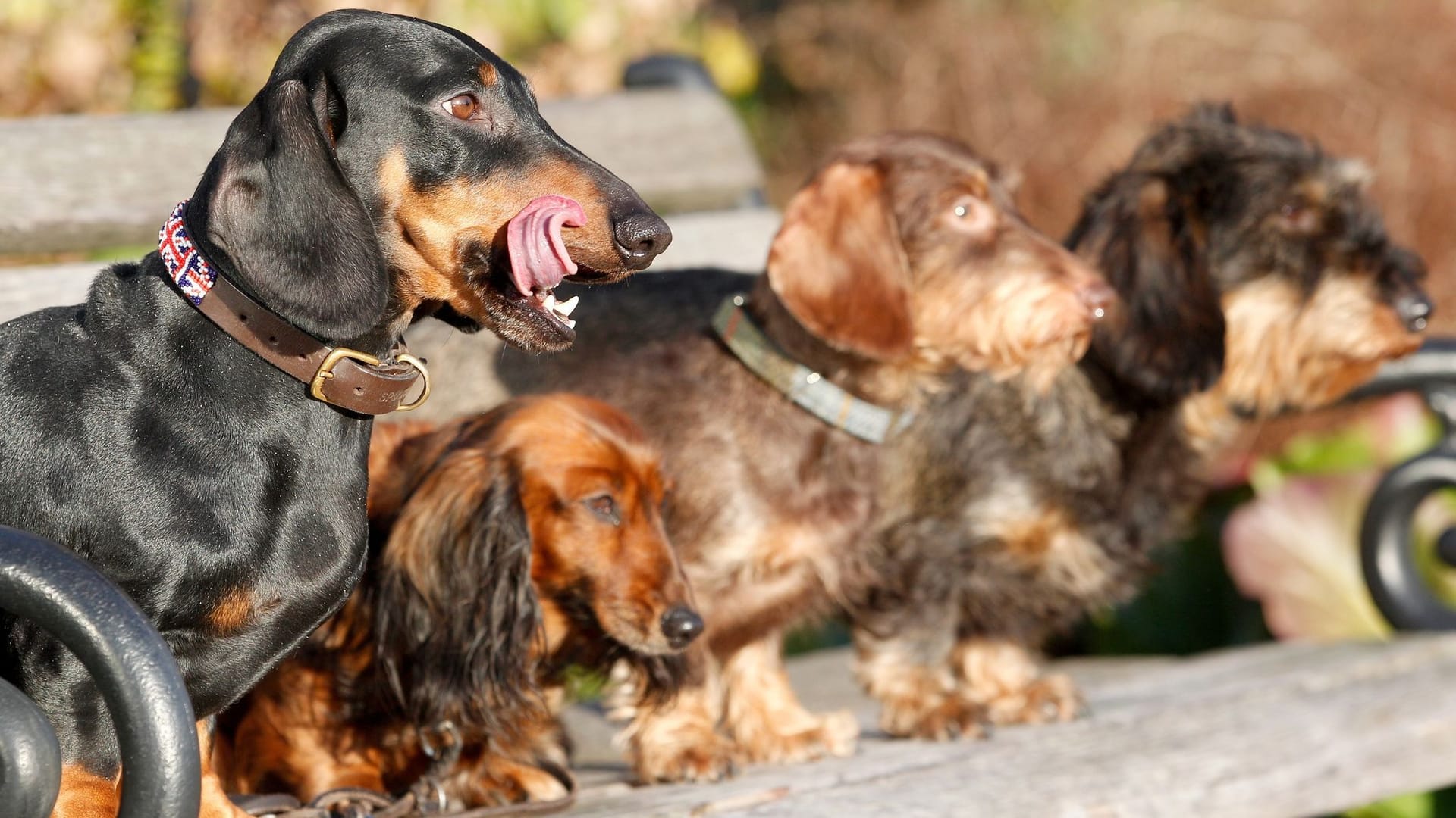 Hunde mit länglicher Schnauze