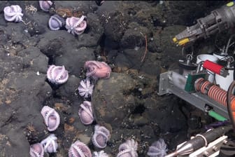 Brütende Oktopusse: Der Tauchroboter (rechts) machte spektakuläre Aufnahmen von den Kraken.