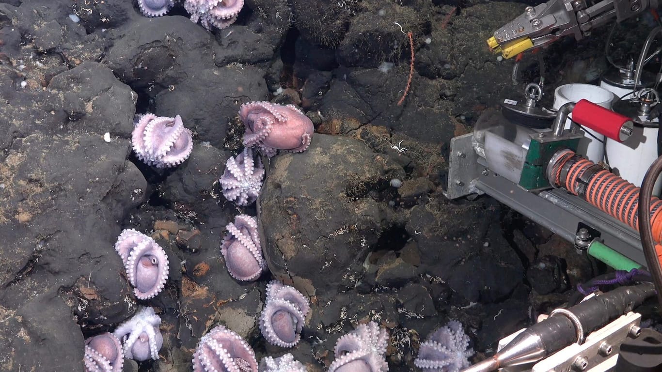 Brütende Oktopusse: Der Tauchroboter (rechts) machte spektakuläre Aufnahmen von den Kraken.
