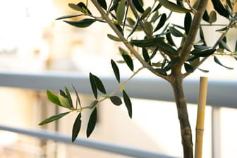 So pflegen Sie Ihren Olivenbaum optimal.