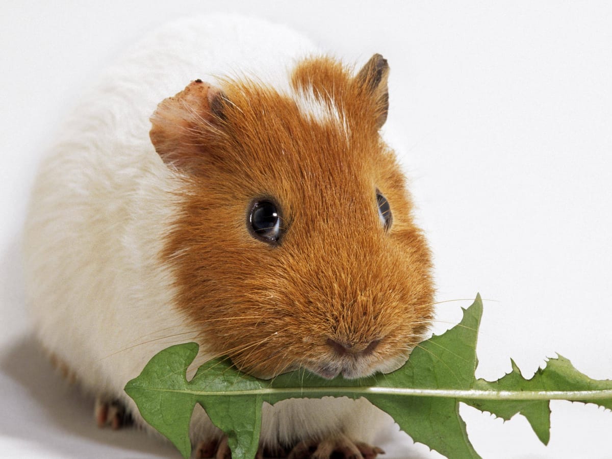 Was dürfen Meerschweinchen essen? Liste mit dem besten Futter