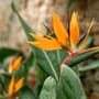 Strelitzie: Papageienblume richtig pflanzen und pflegen