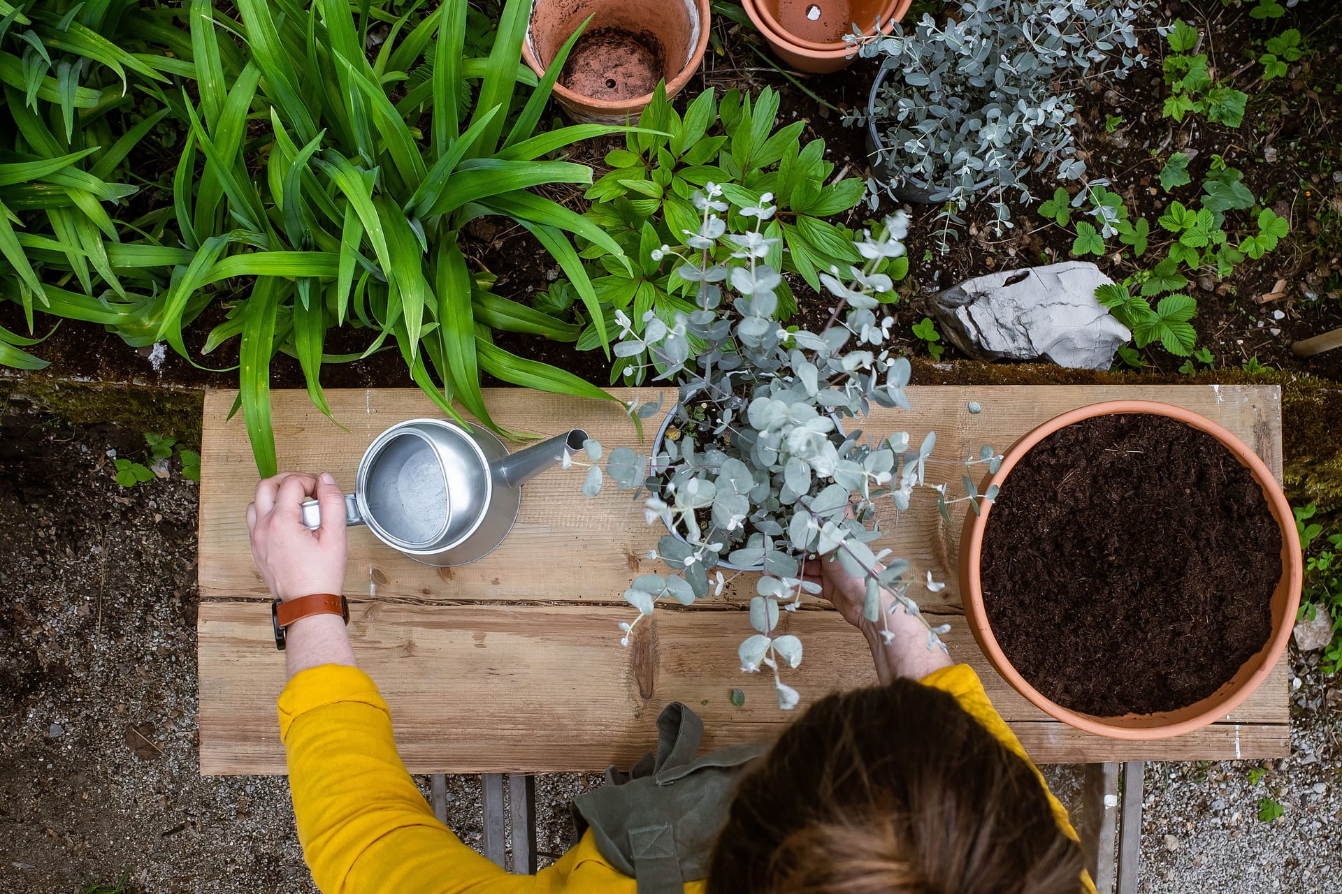 Eukalyptus vermehren - so geht's