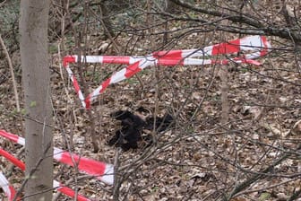 Mit Flatterband ist eine Fundstelle im Gebüsch abgesperrt: Im Berliner Volkspark Prenzlauer Berg ist am Dienstagvormittag der abgetrennte Oberschenkel eines Menschen entdeckt worden.