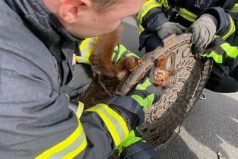 Einsatzkräfte befreien ein Eichhörnchen in Dortmund (Archivbild): Es hatte sich im Gully eingeklemmt. Peter Arndt arbeitet eng mit der Feuerwehr zusammen.