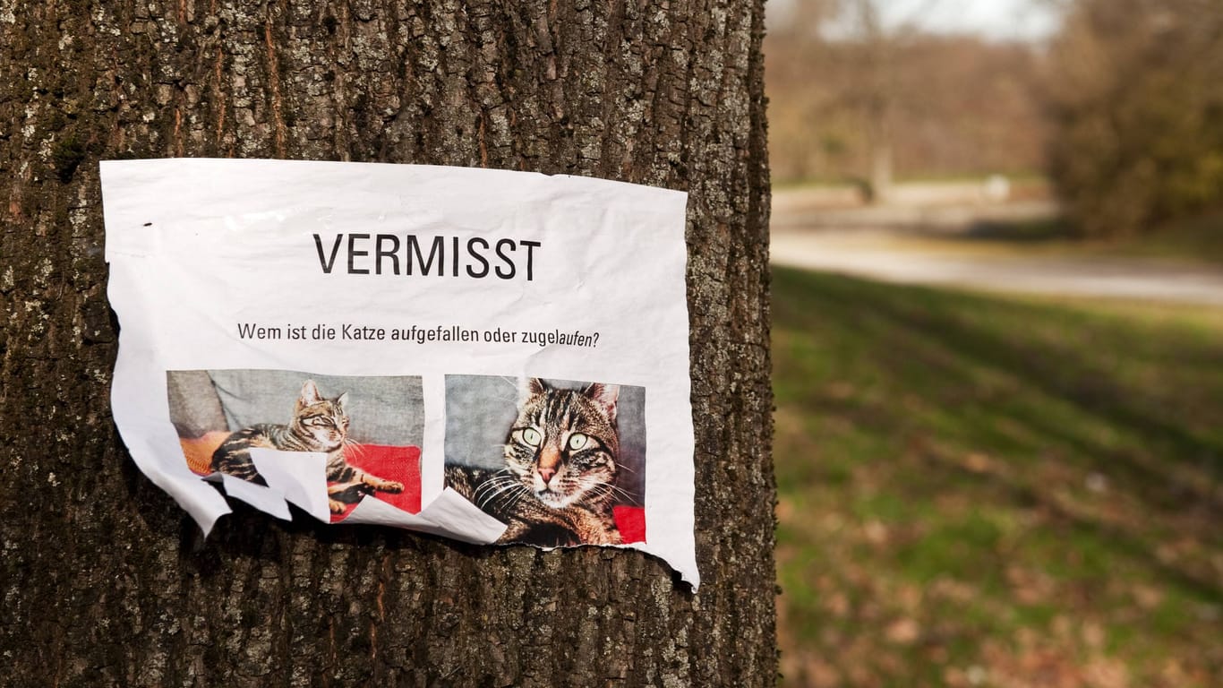 Eine Vermisstenmeldung einer Katze (Symbolfoto): Die Polizei warnt vor der Masche.