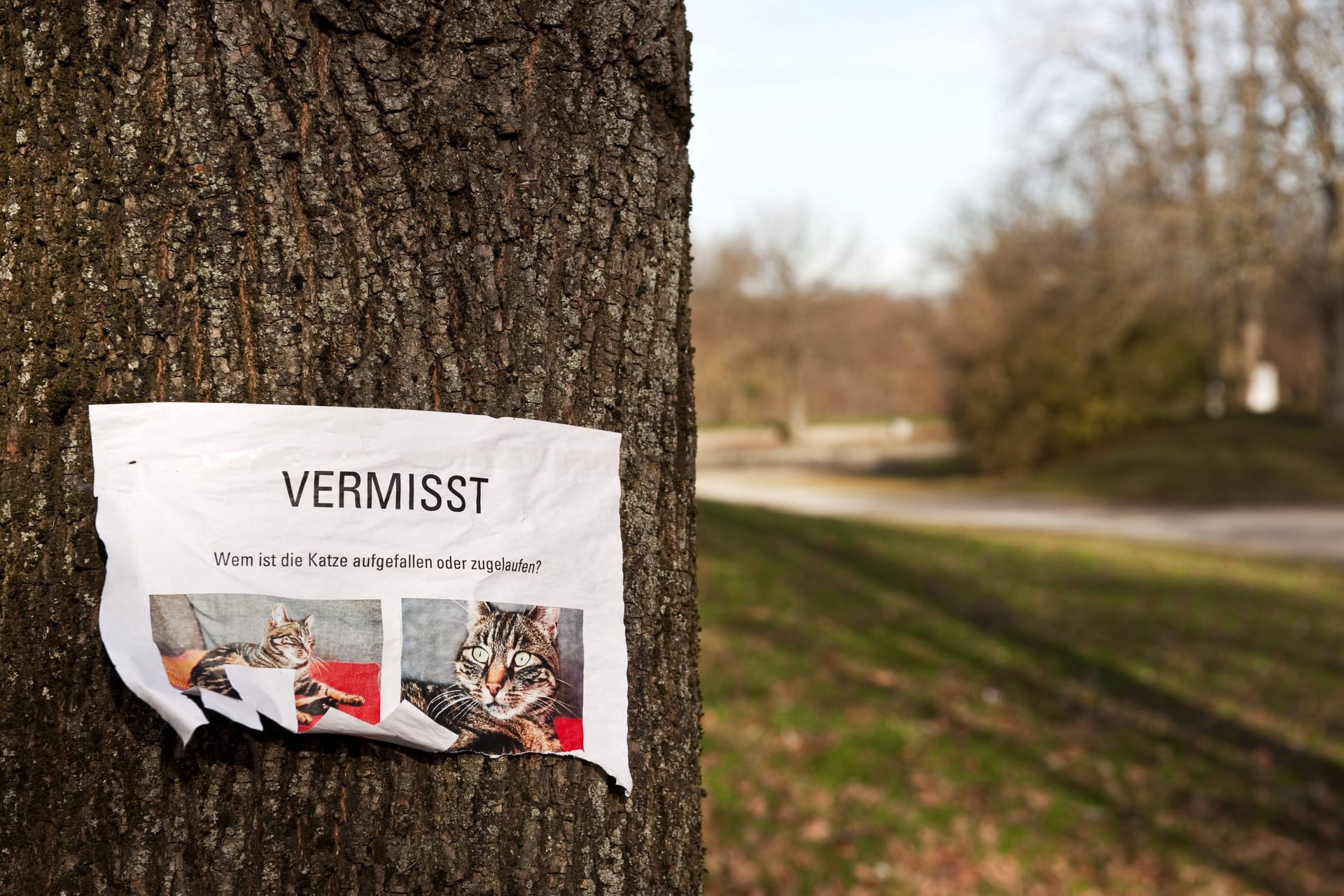 Eine Vermisstenmeldung einer Katze (Symbolfoto): Die Polizei warnt vor der Masche.