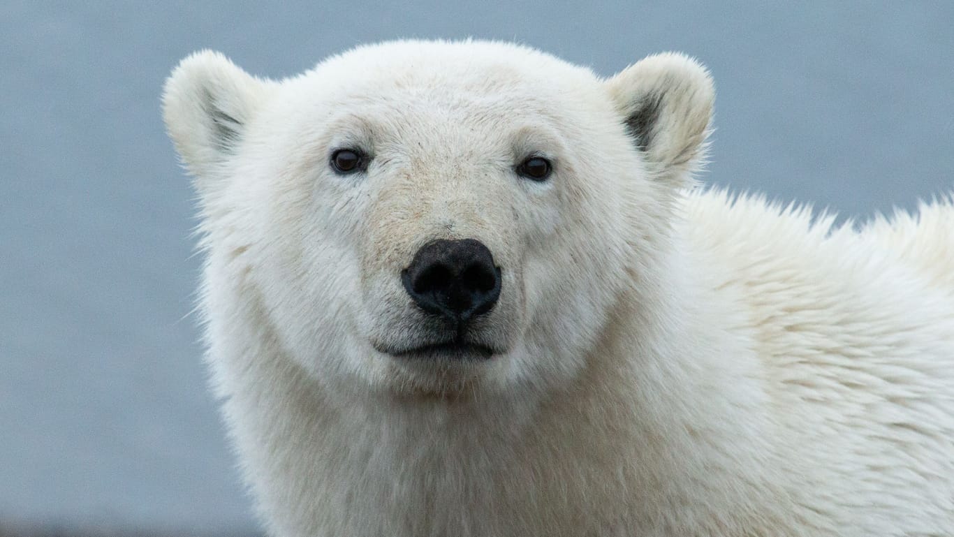 Ein Eisbär (Symbolbild): Ein Mann soll angekündigt haben, einen Eisbären im Berliner Tierpark zu erlegen.