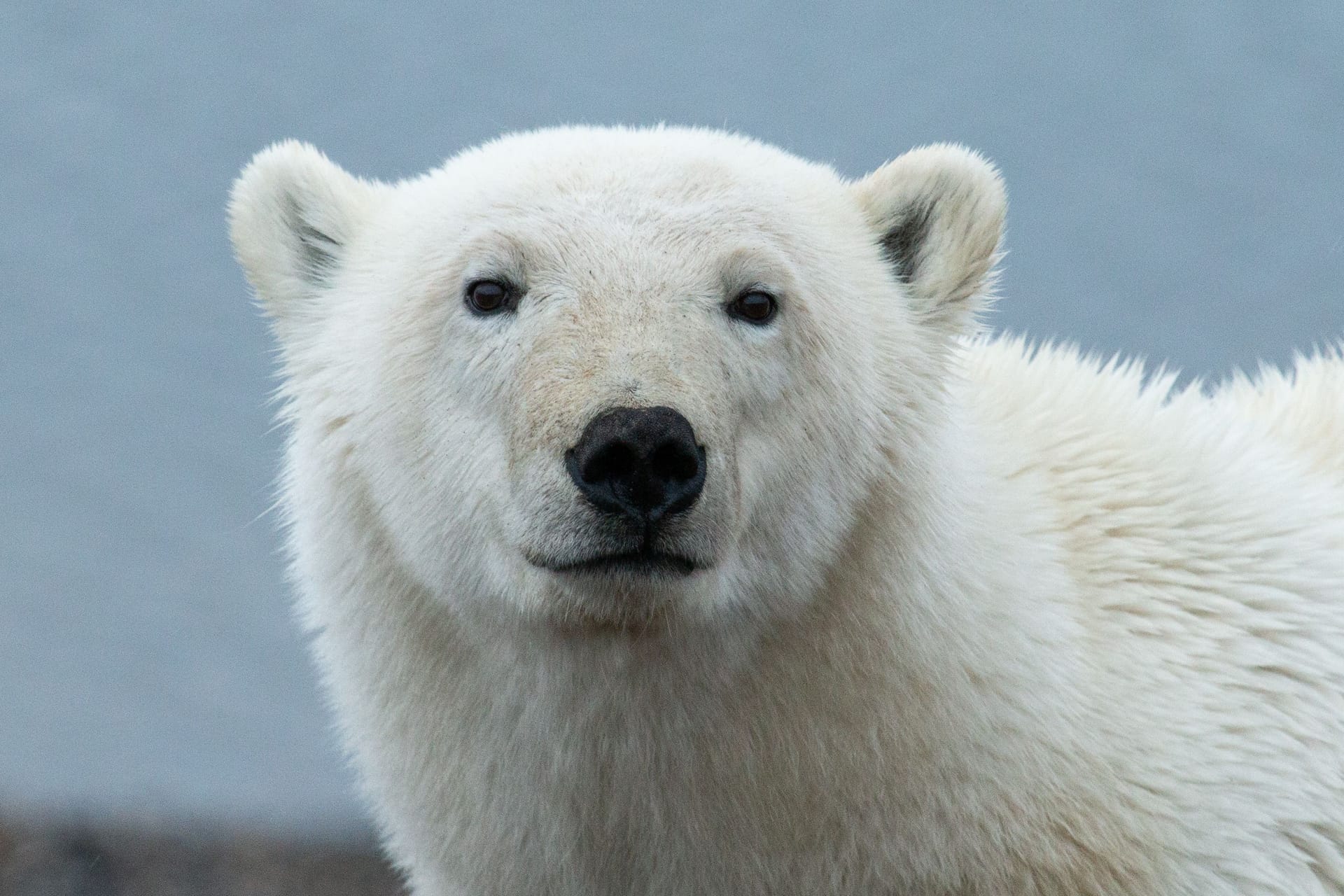 Ein Eisbär (Symbolbild): Ein Mann soll angekündigt haben, einen Eisbären im Berliner Tierpark zu erlegen.