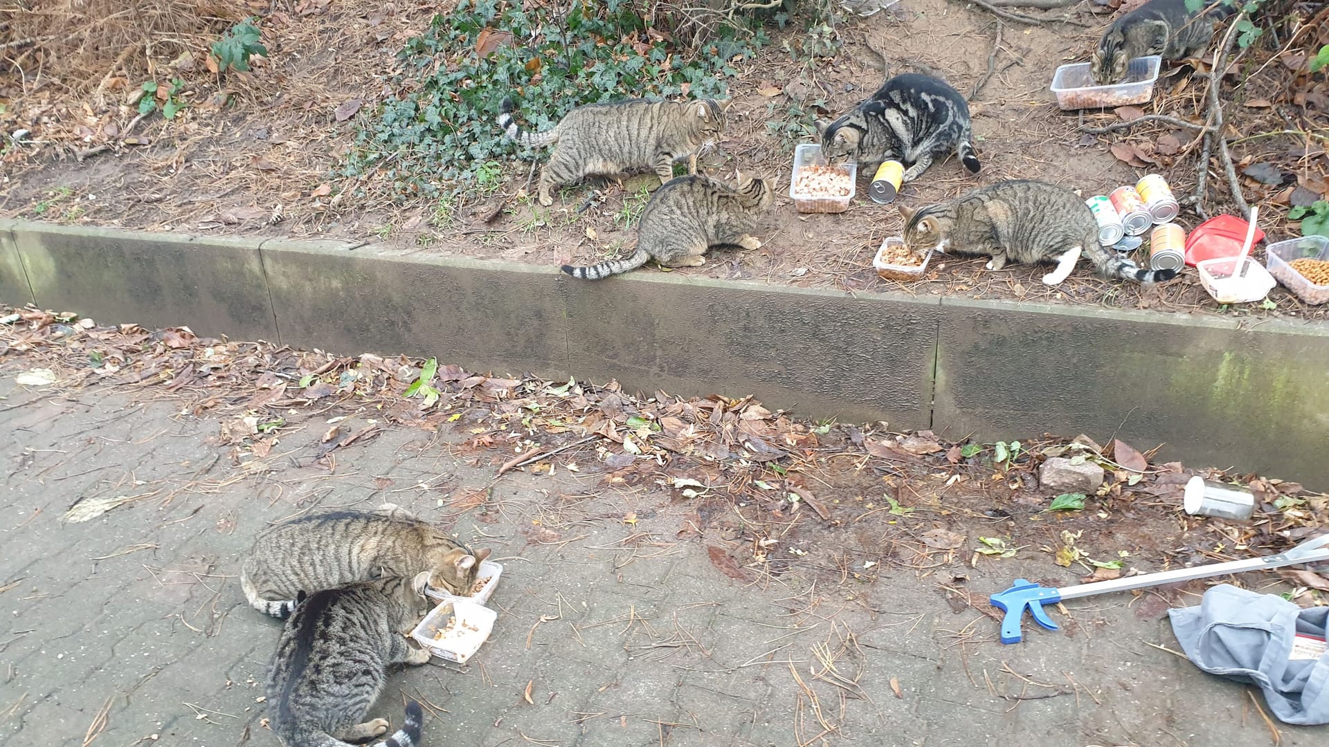 Straßenkatzen an der Futterstelle in Frankfurt