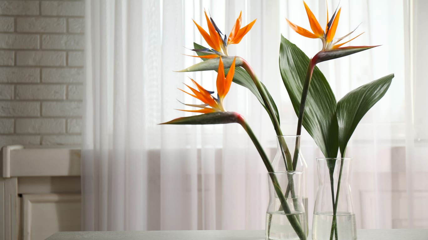 Papageienblume: Sollte beim Umtopfen eine Blüte abbrechen, sehen sie auch in der Vase sehr schön aus.